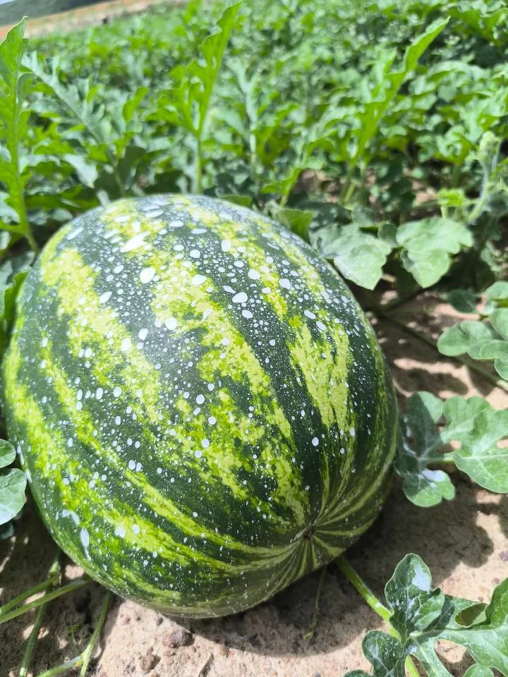 Melancia ainda na plantação