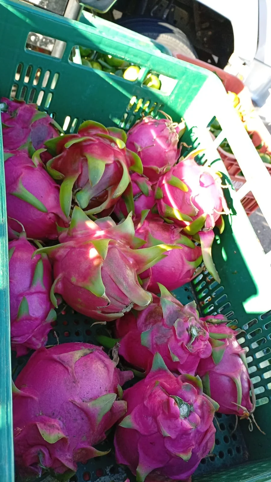 Pitayas frescas